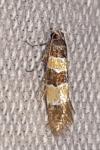 Goidanichiana jourdheuillella