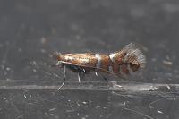 Phyllonorycter