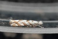 Phyllonorycter comparella