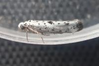 Yponomeuta plumbella