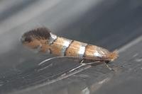 Phyllonorycter klemannella