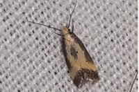 Brachmia dimidiella