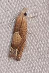 Eucosma conterminana