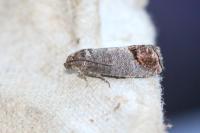 Cydia pomonella