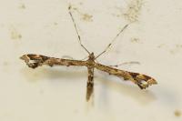 Amblyptilia acanthadactyla