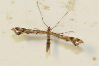 Amblyptilia acanthadactyla