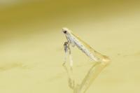 Aspilapteryx tringipennella
