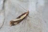 Harpella forficella