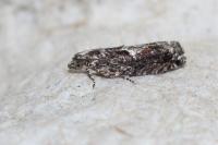 Epinotia immundana