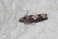 Epinotia immundana