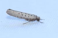 Yponomeuta sedella