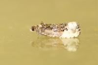 Hedya nubiferana