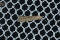 Coleophora glaucicolella