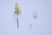 Coleophora glaucicolella