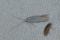 Coleophora anatipennella