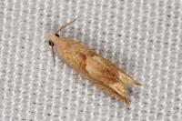 Eucosma conterminana