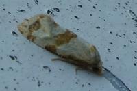 Phalonidia contractana