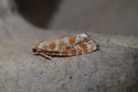 Rhyacionia pinicolana