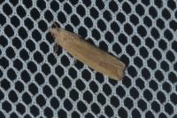 Bactra lancealana