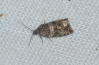 Celypha cespitana