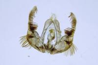 Celypha cespitana