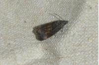 Endothenia pullana