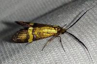 Nemophora degeerella