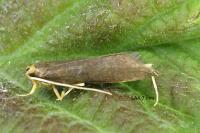 Eurodachtha pallicornella
