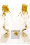 Eurodachtha pallicornella