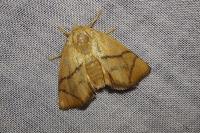 Apoda limacodes