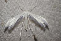 Pterophorus pentadactylus