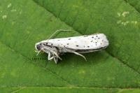 Yponomeuta padella