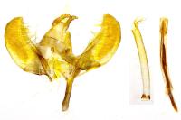 Yponomeuta padella