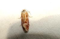 Rhyacionia buoliana