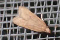 Helcystogramma lutatella