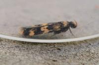Oegoconia caradjai
