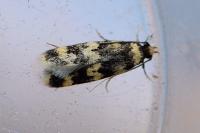 Oegoconia caradjai