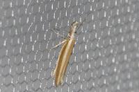 Pleurota aristella