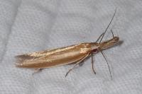 Pleurota aristella