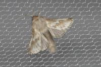 Dyspessa ulula