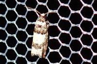 Epinotia thapsiana