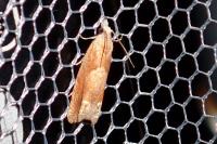 Eucosma conterminana