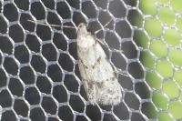 Symmoca signatella
