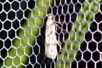Symmoca signatella