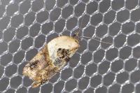 Acleris variegana