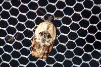 Acleris variegana