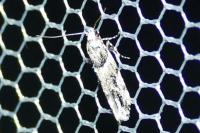 Recurvaria nanella