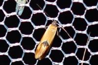 Batia lunaris