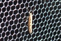 Plutella xylostella