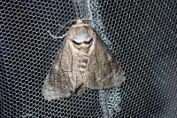 Cossus cossus
